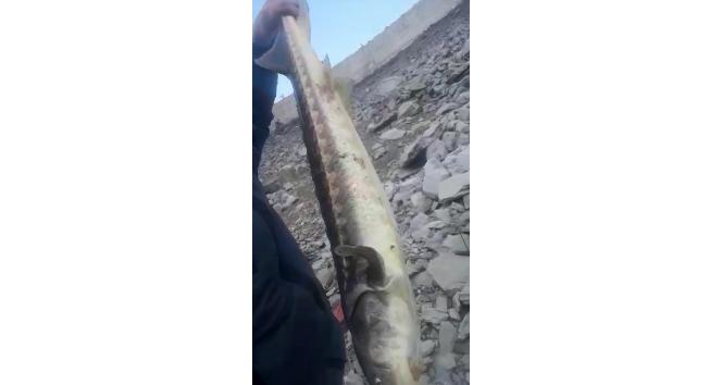 200 milyon yıldır var olan Mersin Balığı Gümüşhane'de görüldü