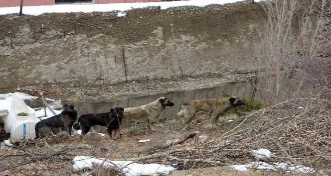 Gümüşhane'de başıboş sokak köpekleri çocukların kabusu oldu