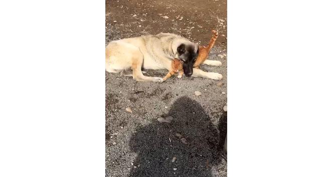 Kangal ile kedinin dostluğu insanlığa örnek oluyor