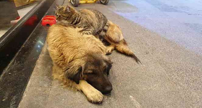 Gümüşhane'de tilki ile kedinin, kedi ile köpeğin dostlukları ilgi çekiyor