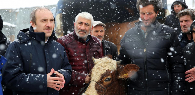 Hayvanları Telef Olan Çiftçiye 10 Büyükbaş Hibe Edildi