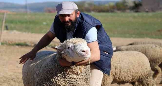 Gümüşhane'de ‘Ile de France' ırkı koyunlar üreticinin yüzünü güldürüyor