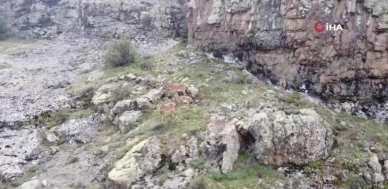 Dağların süsü yaban keçileri Gümüşhane’de bu türlü görüntülendi