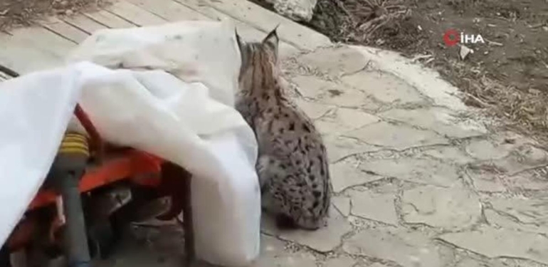 Köy konutunun bahçesine giren vaşak bu türlü görüntülendi