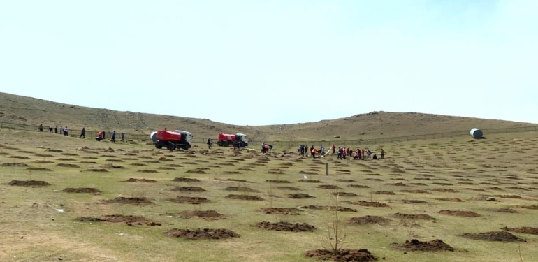 Moğolistan Çölleşmeyi Engellemek İçin Ağaç Dikim Çalışmalarını Artırıyor