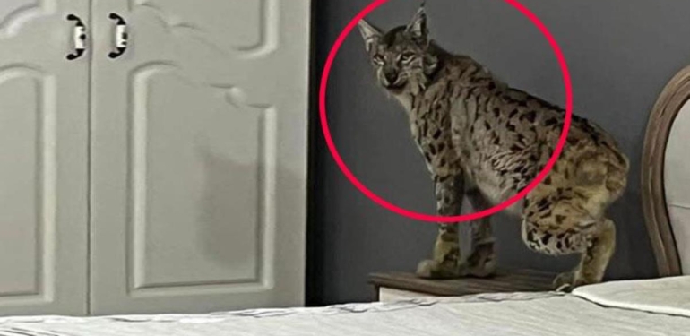 “Ormanların hayaleti” Gümüşhane’deki mağazada ortaya çıktı, çalışanlar lisanlarını yuttu