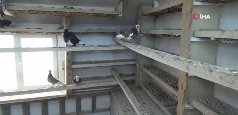 ‘Türk fısıldayıcısı’ olarak kayıtlara geçen Bayburt güvercini ilgi görüyor