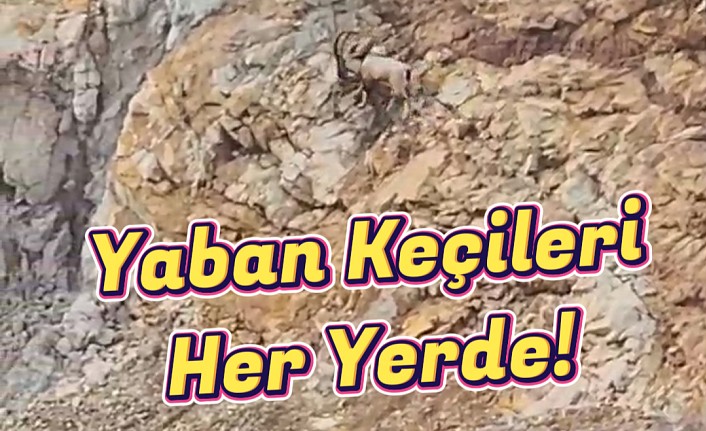 Gümüşhane’de yaban keçileri sürü halinde görüntülendi #haberi, #haberleri, #Gümüşhane #haber
