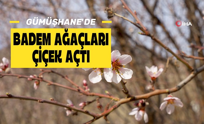 Gümüşhane’de yalancı bahara aldanan badem ağaçları çiçek açtı #haberi, #haberleri, #Gümüşhane #haber