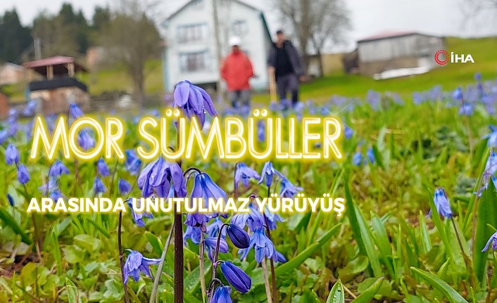 Gümüşhane’de mor sümbüller arasında unutulmaz bir yürüyüş #haberi, #haberleri, #Gümüşhane #haber