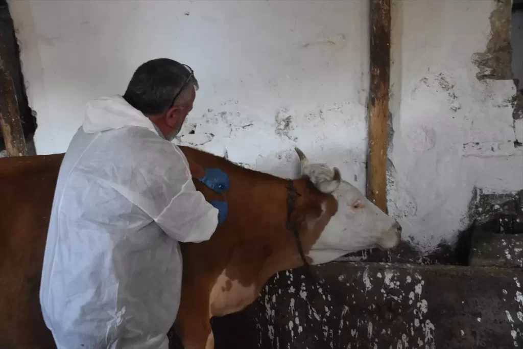 Gümüşhane'de Şap Hastalığına Karşı Aşılama Çalışmaları Devam Ediyor