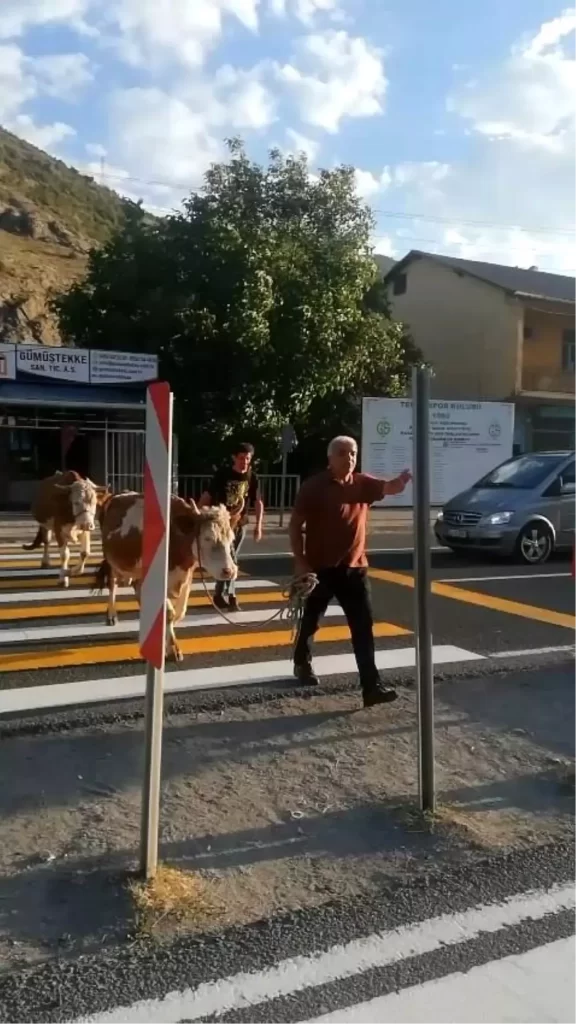Gümüşhane'de Yaya Geçidinden Büyükbaş Hayvanlarıyla Geçen Vatandaşın İlgit Çeken Anları