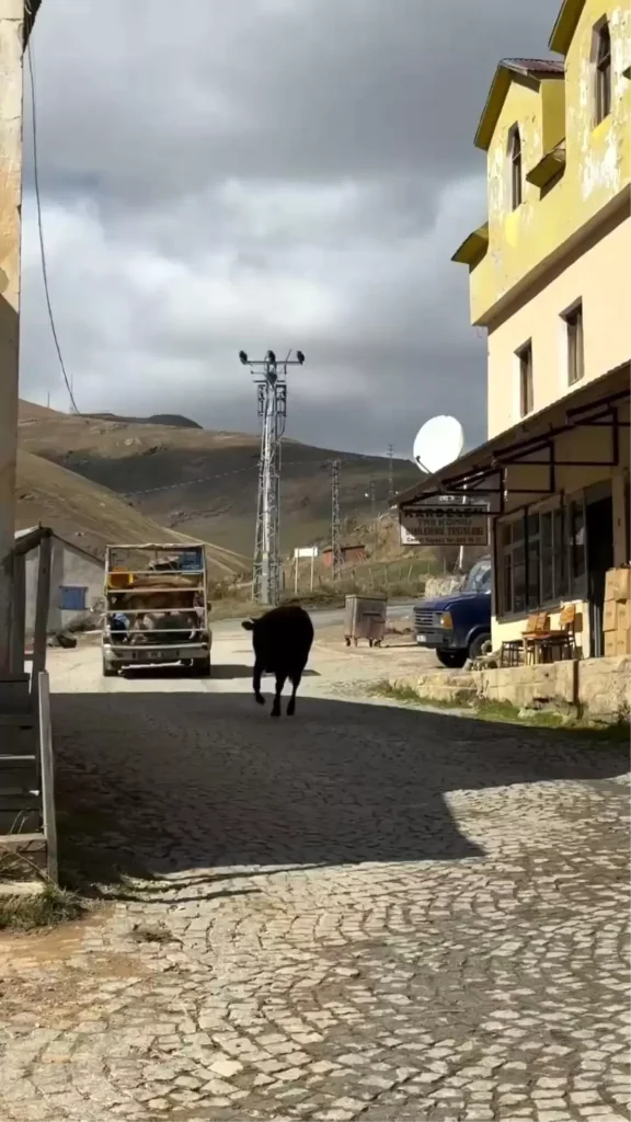 İneklerin Duygusal Ayrılığı Taşköprü Yaylası'nda Viral Oldu