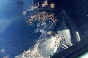 Gümüşhane'de Ayı Park Halindeki Araca Saldırdı