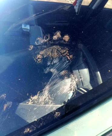 Gümüşhane'de Ayı Park Halindeki Araca Saldırdı