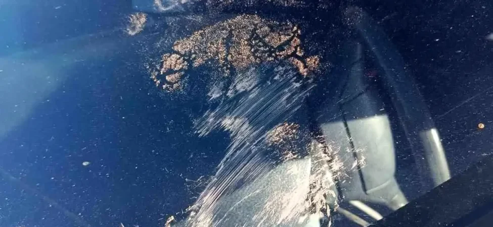 Gümüşhane'de Ayı Park Halindeki Araca Saldırdı