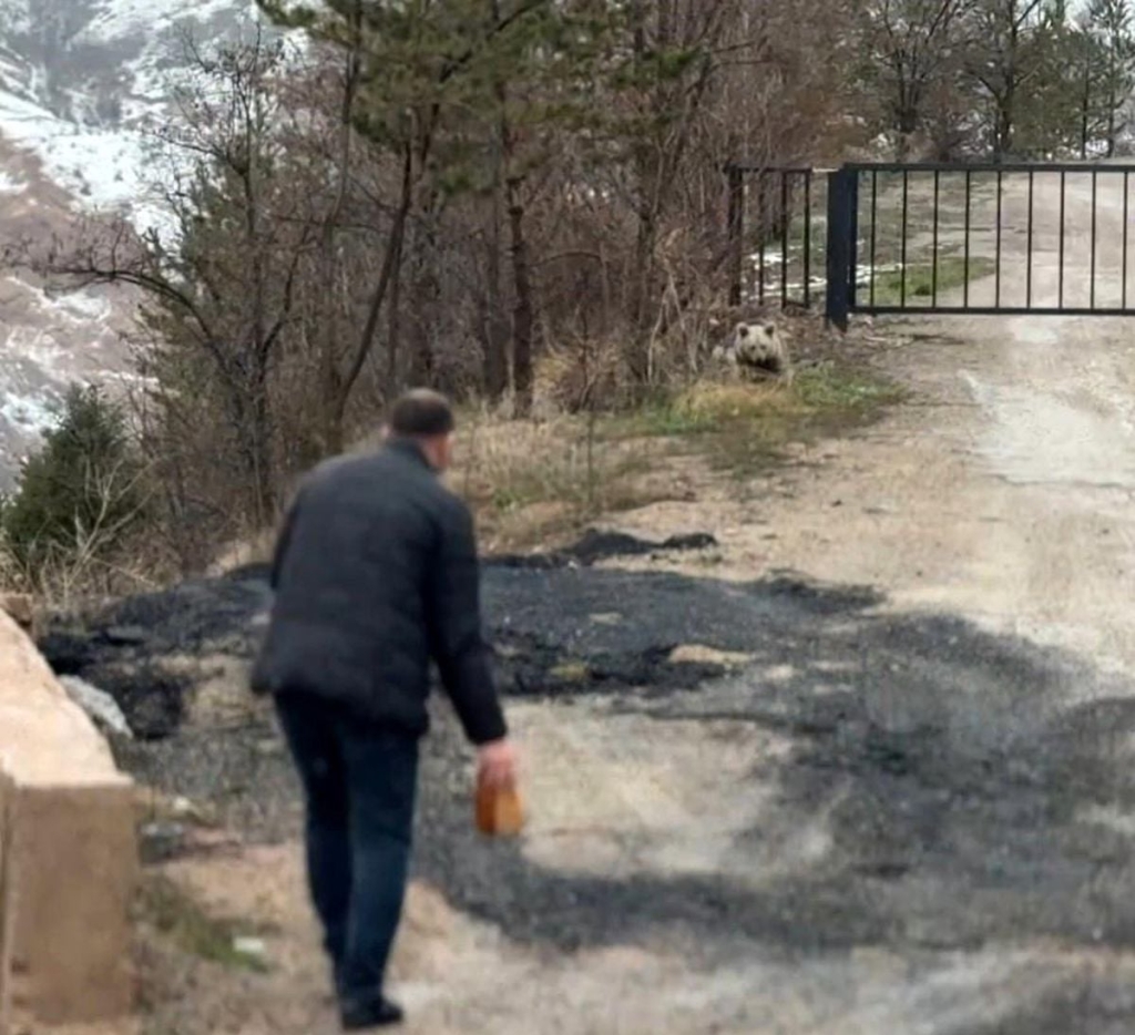 Gümüşhane'de aç kalan yavru ayıyı elleriyle beslediler