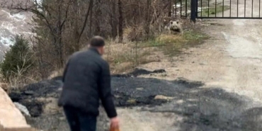 Gümüşhane'de aç kalan yavru ayıyı elleriyle beslediler