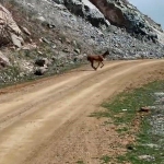 Kayalıklardan süzülen zarafet kameralarda - Haberler