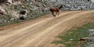 Kayalıklardan süzülen zarafet kameralarda - Haberler