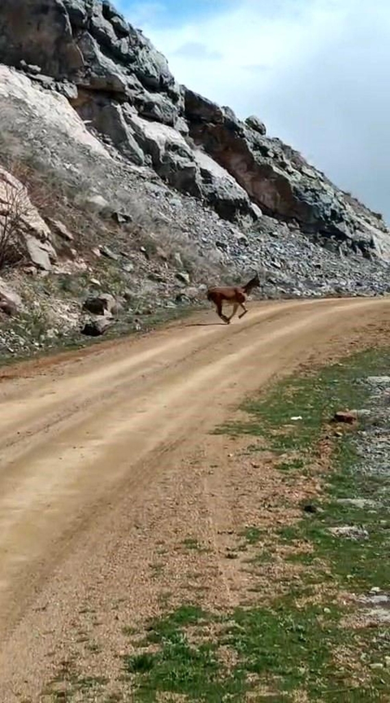 Kayalıklardan süzülen zarafet kameralarda - Haberler