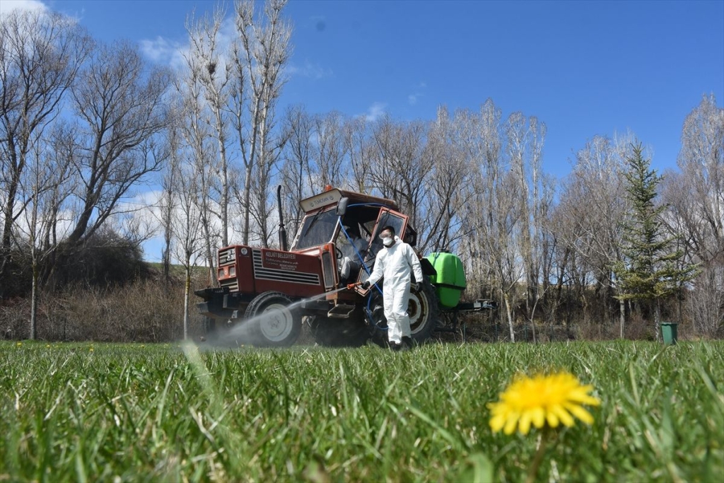 Kelkit'te kene ile mücadele çalışması başlatıldı