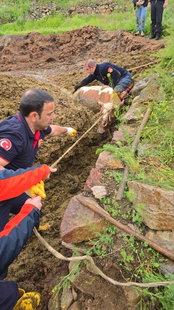 Gümüşhane'de gübre çukuruna düşen ineği itfaiye kurtardı