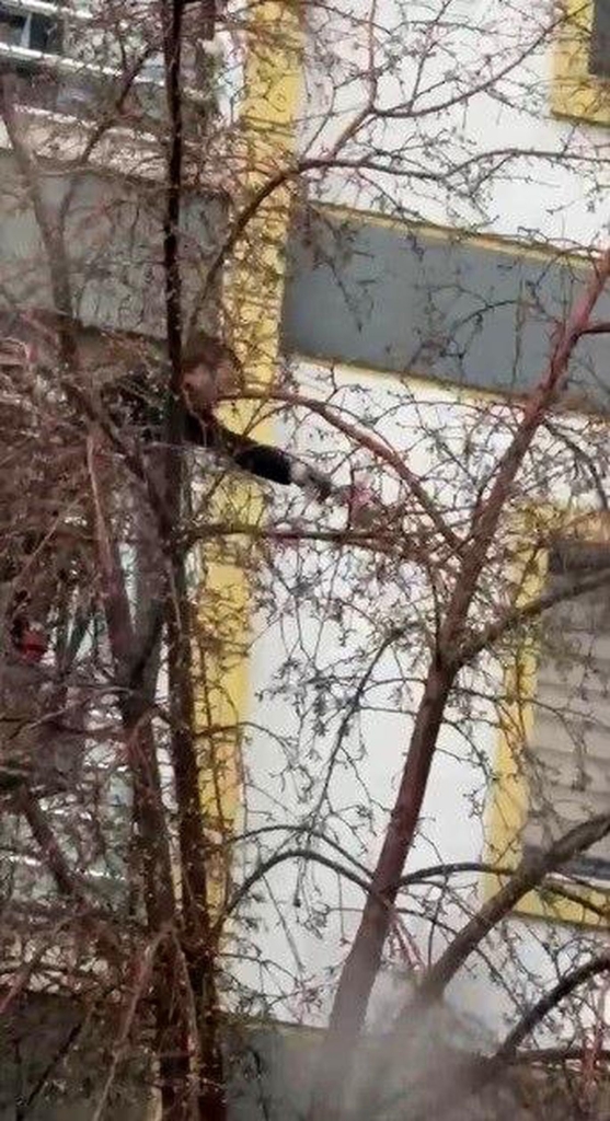 Kars'ta ağaçta mahsur kalan güvercini itfaiye ekipleri kurtardı