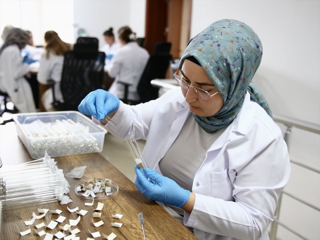 Giresun'da üretilen samuray arıları 5 ilde doğaya bırakılacak