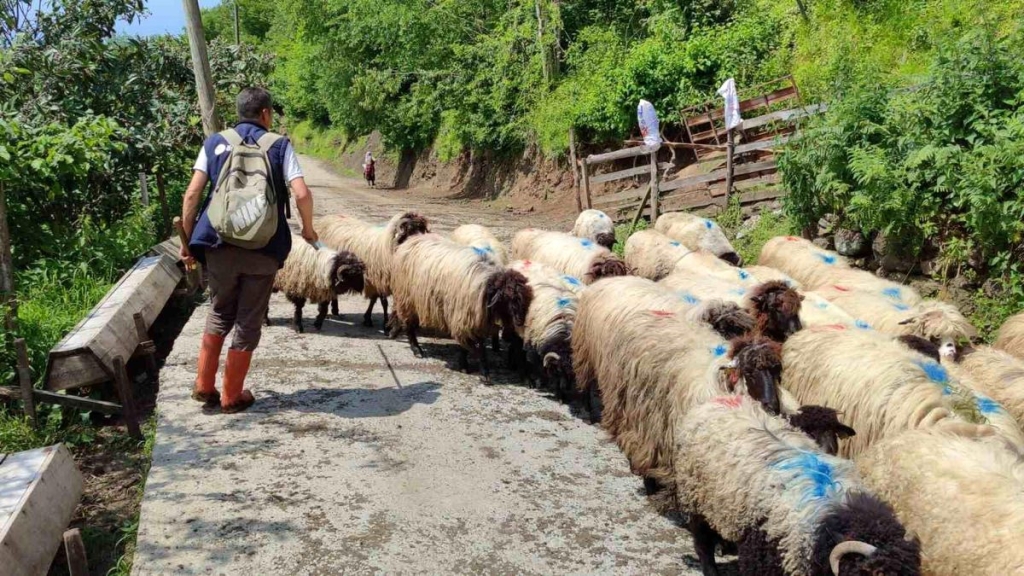 Giresun'da yayla göçü başladı - Haberler