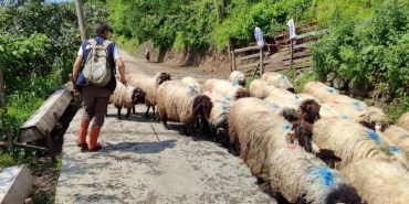 Giresun'da yayla göçü başladı - Haberler