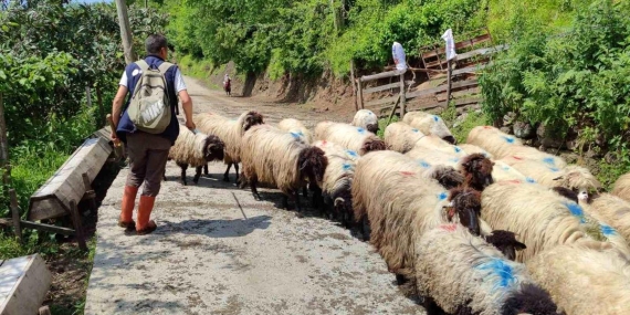 Giresun'da yayla göçü başladı - Haberler