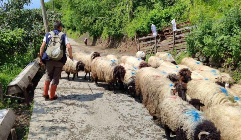 Giresun'da yayla göçü başladı - Haberler