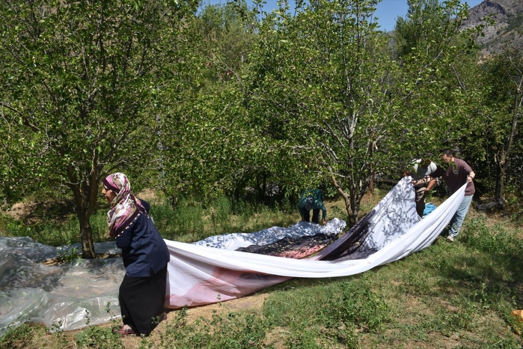 Geleneksel dut pekmezi üreticilere ek gelir kapısı oluyor