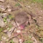 Gümüşhane'de kaybolan ineği ayı parçaladı