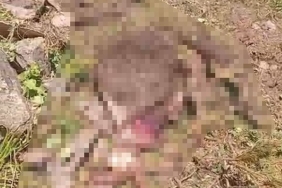 Gümüşhane'de kaybolan ineği ayı parçaladı