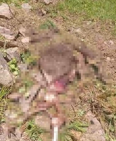 Gümüşhane'de kaybolan ineği ayı parçaladı