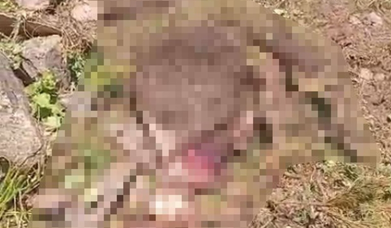 Gümüşhane'de kaybolan ineği ayı parçaladı