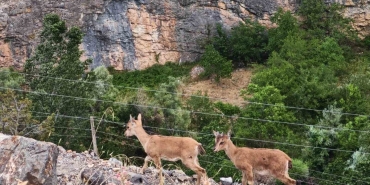 Yerinde duramayan yavru yaban keçilerinin kayalar üzerindeki oyunu kamerada
