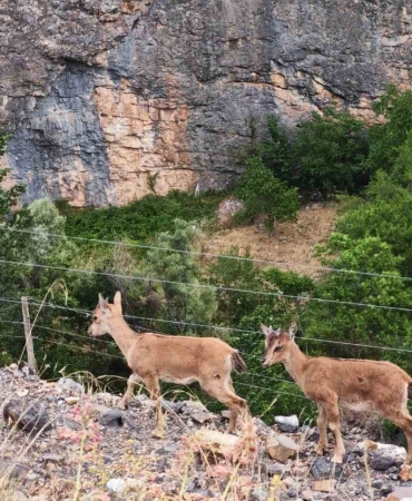 Yerinde duramayan yavru yaban keçilerinin kayalar üzerindeki oyunu kamerada