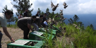 Gümüşhane'den Artvin'e 400 sülün doğaya salındı