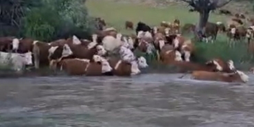 Yüzlerce Büyükbaş Kelkit Çayı'nı Yüzerek Geçti