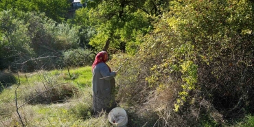 27 kuşburnu türünün 17'sine ev sahipliği yapan Gümüşhane'de hasat sürüyor