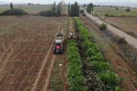 Gümüşhane Kelkit'te fil otu kışa dayanıklılığı için deneme amaçlı yetiştiriliyor