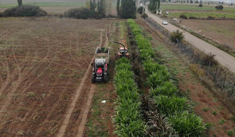 Gümüşhane Kelkit'te fil otu kışa dayanıklılığı için deneme amaçlı yetiştiriliyor