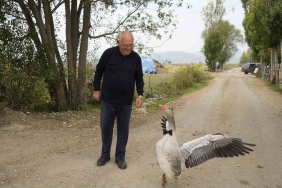 Gümüşhane Kelkit'te sürüden dışlanan kaz, 65 yaşındaki İsmail Gürbüz'ü sahiplendi