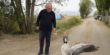 Gümüşhane Kelkit'te sürüden dışlanan kaz, 65 yaşındaki İsmail Gürbüz'ü sahiplendi