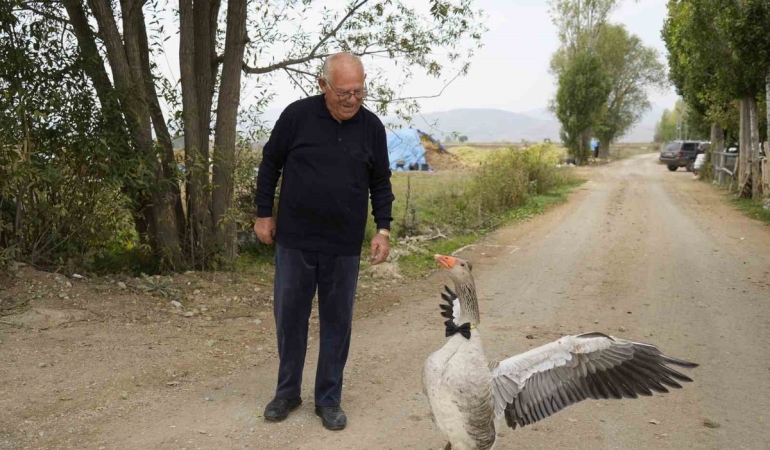 Gümüşhane Kelkit'te sürüden dışlanan kaz, 65 yaşındaki İsmail Gürbüz'ü sahiplendi