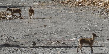 Gümüşhane'de yol kenarına inen yaban keçileri araçlara aldırış etmeden yiyecek aradı